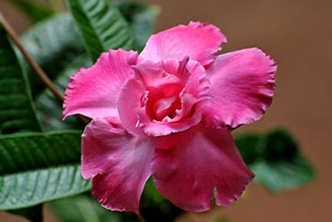 Celestial Blossoms